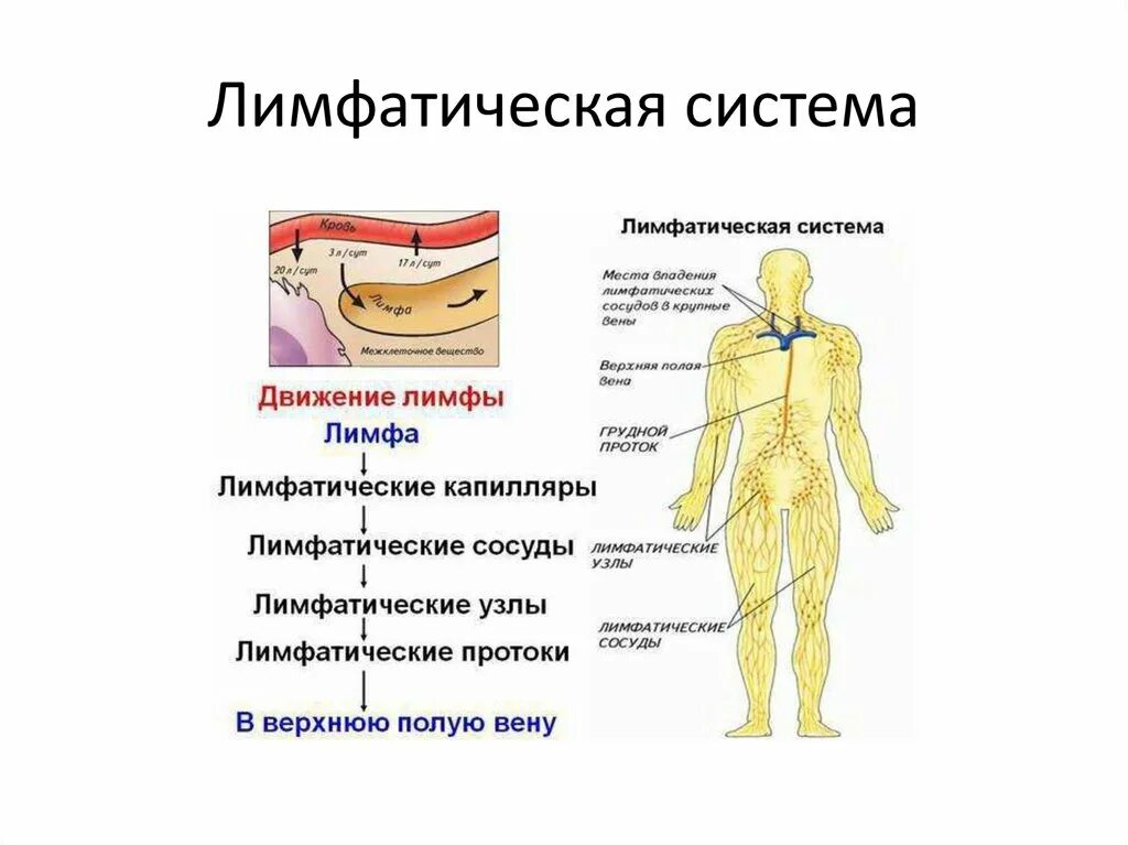 Лимфатические сосуды таблица. Схема движения лимфы 8 класс биология. Лимфатическая система человека схема ЕГЭ. Лимфатическая система таблица 8 класс. Строение лимфатической системы человека таблица.