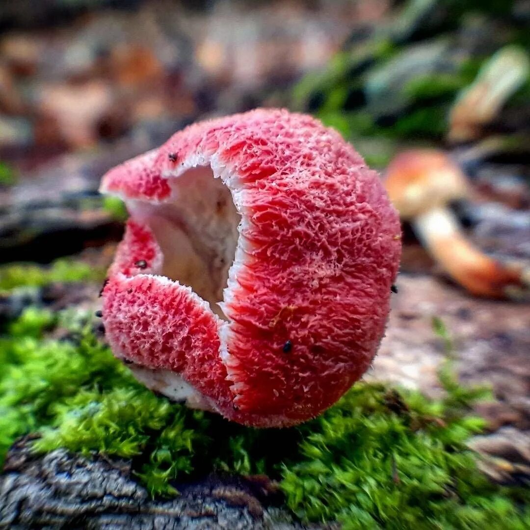 Родотус дланевидный. Родотус гриб. Грибы Кампанелла необычные грибы. Родотус гриб ядовитый. Редкий красный гриб