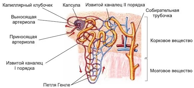 В мозговом слое почек находятся капсулы нефронов. Канальцы нефронов рисунок. Строение нефрона почки. Капсула нефрона петля Генле. Петля извитого канальца нефрона.