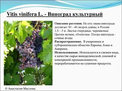 Виноград какая культура