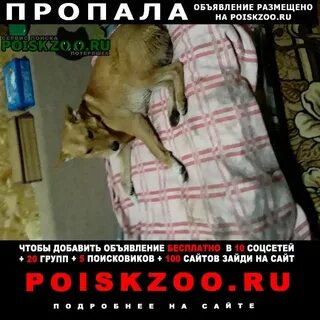 Шаховская собаки