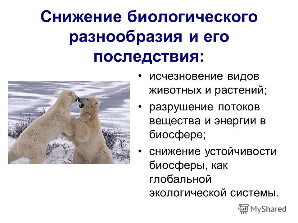 Сокращение биологического разнообразия последствия. Сокращение биоразнообразия последствия. Снижение биологического разнообразия последствия. Уменьшение биологического разнообразия последствия. Сокращение разнообразия биологических видов