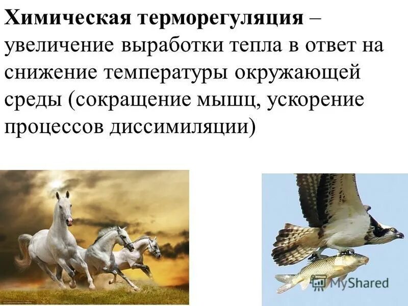 Какие приспособления к изменениям температуры окружающей среды. Какие приспособления к изменениям температуры окружающей среды. Приспособление растений к низким температурам. Приспособления растений к высоким температурам. Температура как экологический фактор.