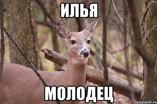 Ладно тогда это