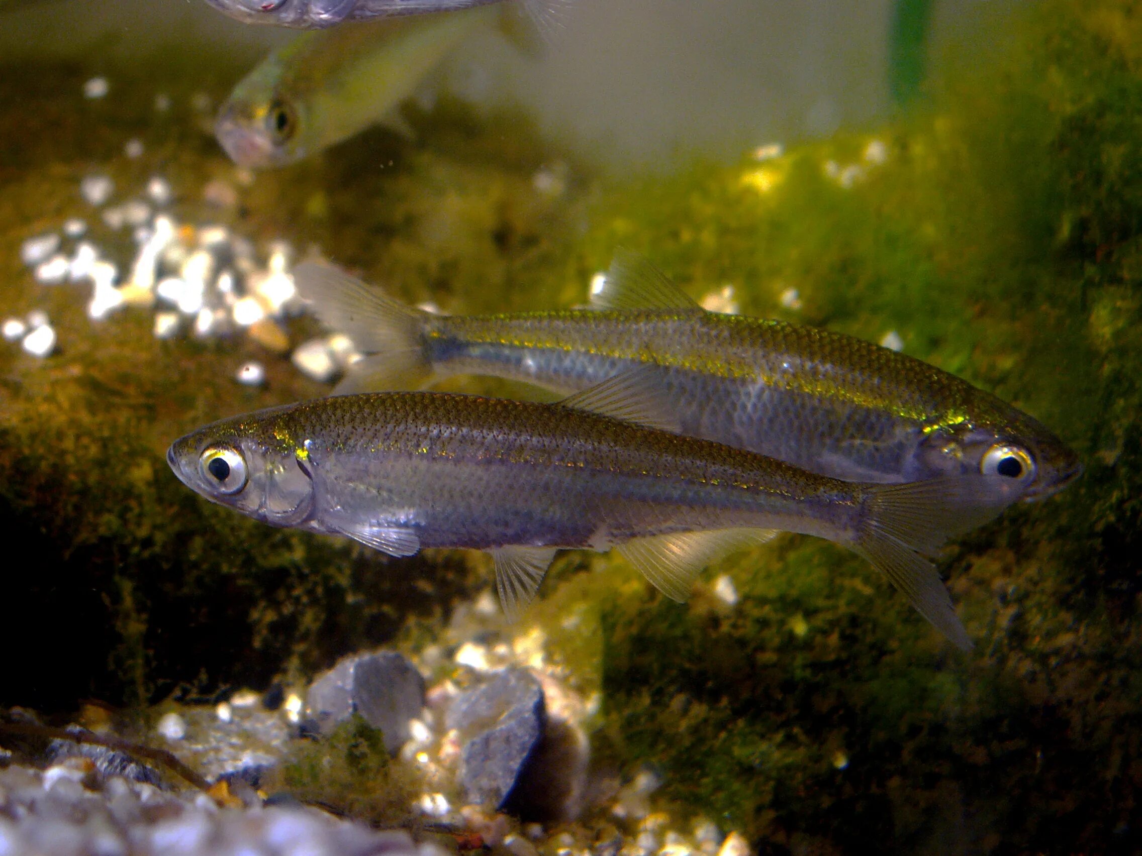 Уклейка Alburnus Alburnus. Верховка Leucaspius delineatus. Верховка обыкновенная - Leucaspius delineatus. Рыбка Верховка. Рыбы мелких рек