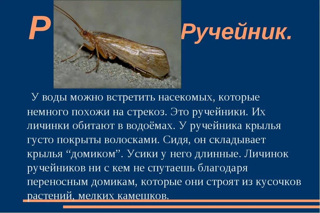 Где обитают личинки