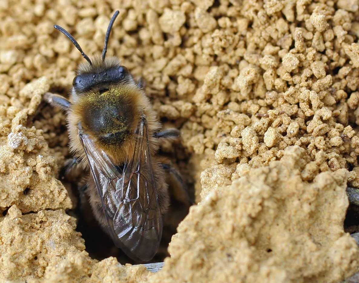 Мухи в песке. Земляная пчела андрена. Пчела андрена личинка. Личинка Земляной пчелы. Пчела андрена серая.