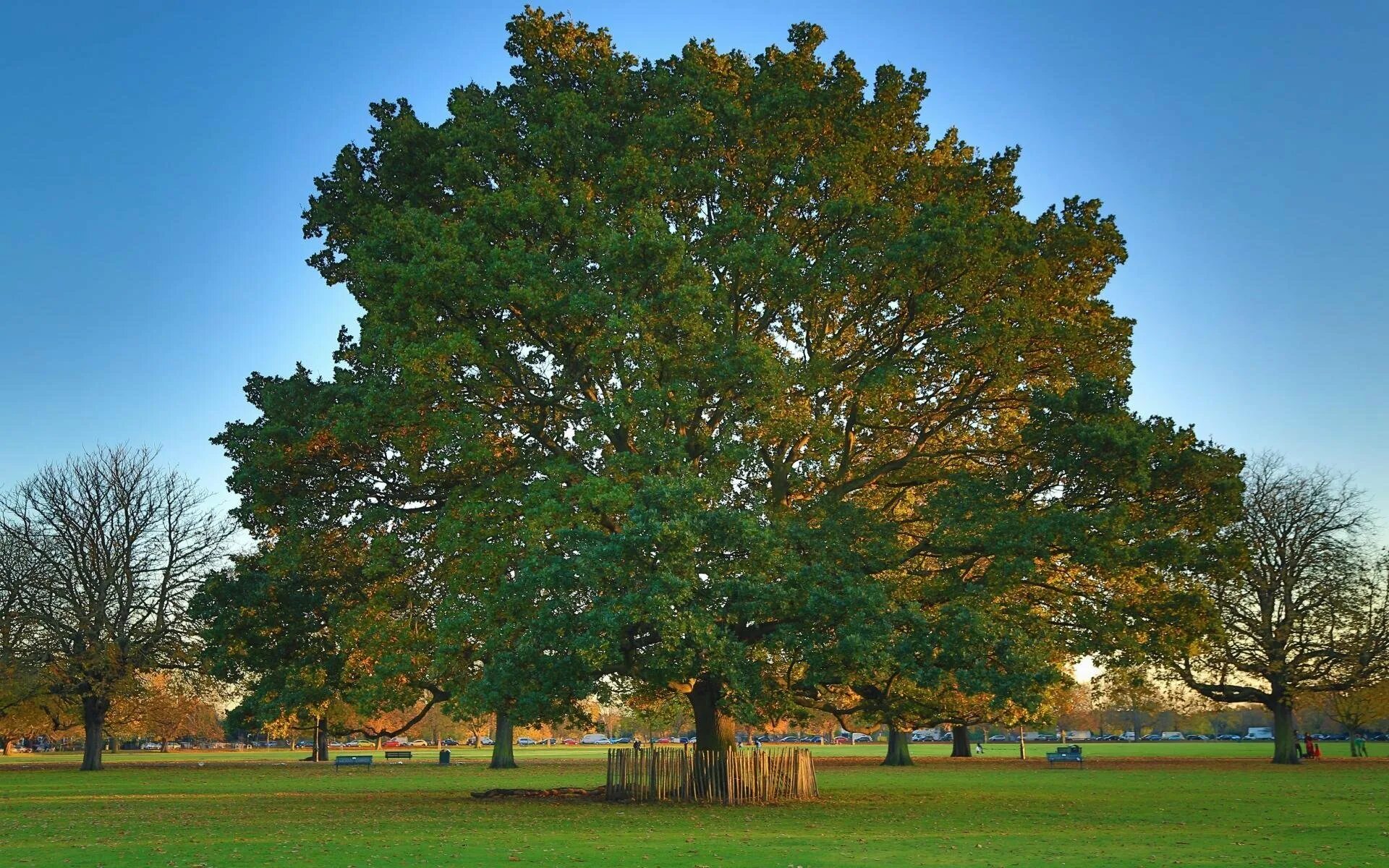 Дуб черешчатый дерево. Дуб черешчатый (Quercus Robur). Дуб монгольский черешчатый. Дуб черешчатый раскидистая крона. Красно черешчатый дуб