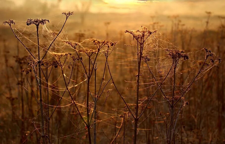 Dry plants. Засохшая трава. Засохшие цветы. Растения осенью. Увядшее растение.