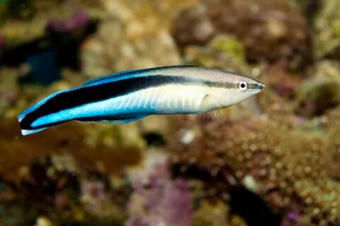 How paraste-eating cleaner fish keep sea fish healthy and sharp * Earth.com