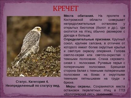 Красная книга список птиц