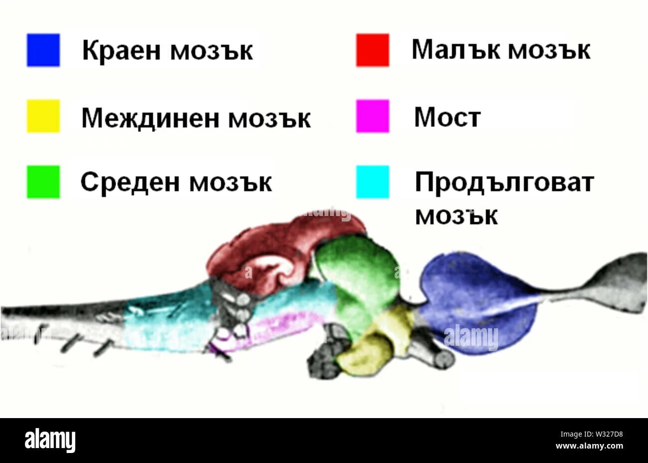 Какой мозг у акулы. Мозг акулы. Строение головного мозга акулы. Мозг акулы схема. Мозг акулы строение.