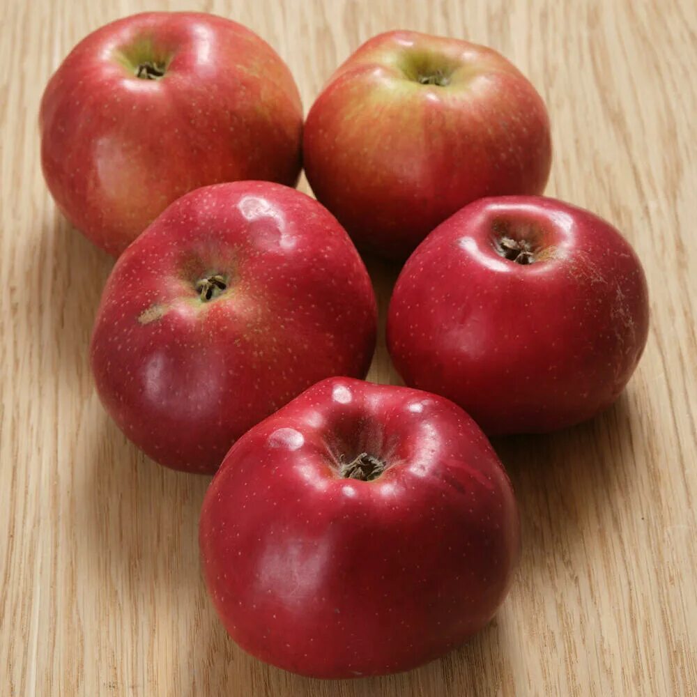 Сорт яблок малинка. Яблоки малинка. Сорт яблок малинка. Сорт яблони белорусское малиновое. Яблоня сорт черный принц.