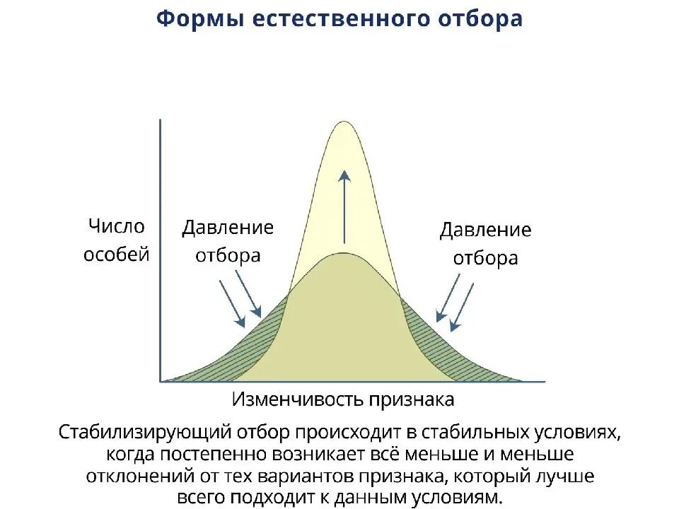 5 примеров естественного отбора. Схема действия стабилизирующего отбора. Схема действия форм естественного отбора. Графики разных форм естественного отбора. Схема формы естественного отбора биология.