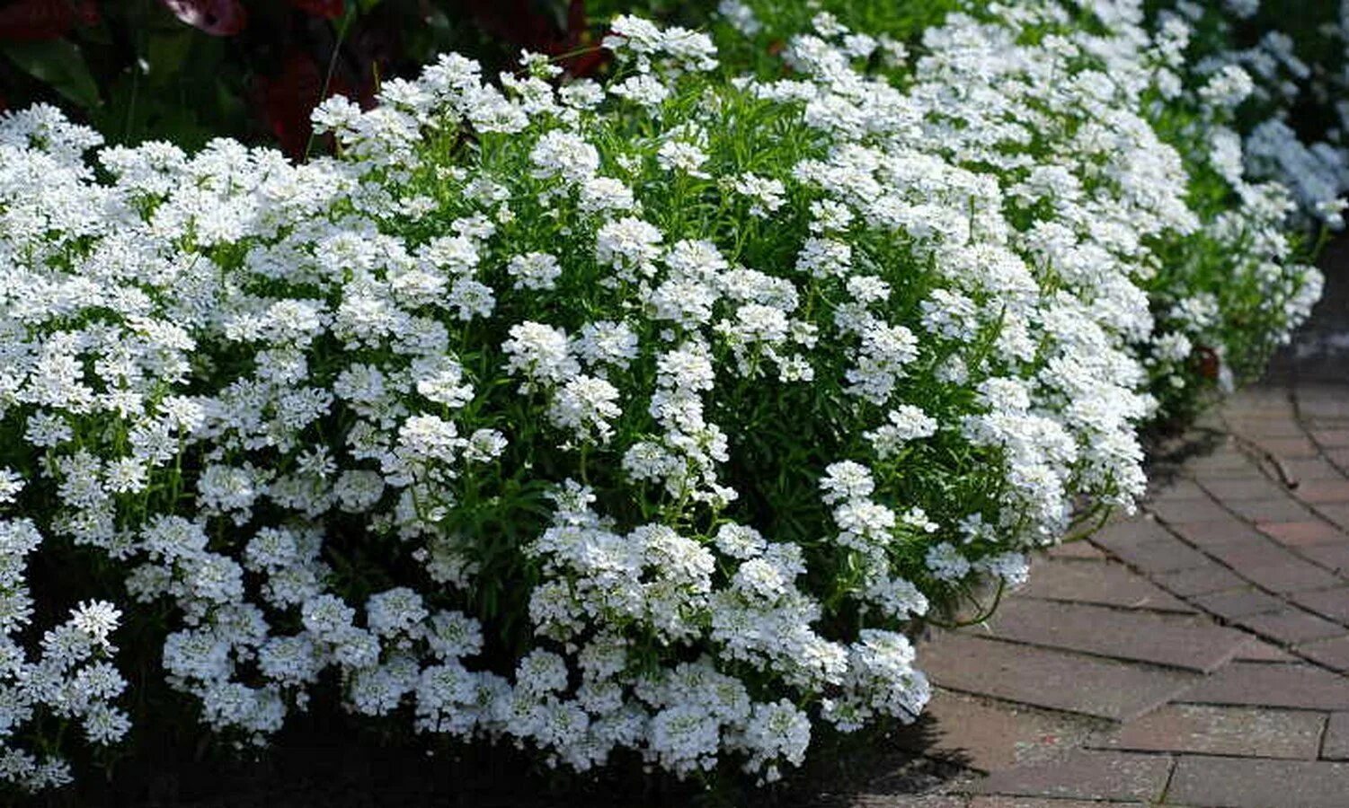 Названия белых многолетних цветов. Иберис вечнозеленый Сноуфлейк. Иберис вечнозеленый — Iberis sempervirens. Иберис вечнозеленый Вайтаут. Иберис вечнозеленый белый.
