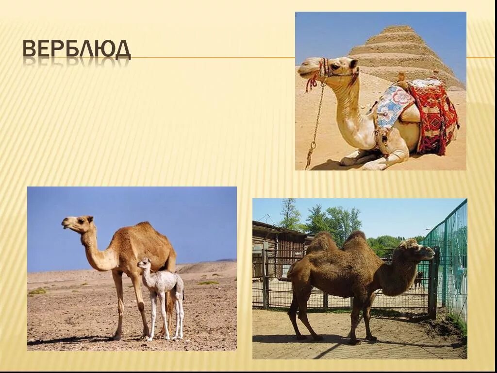 верблюд класс животных. горб верблюда. проект верблюд. проект верблюд. презентация о верблюде в пустыне.