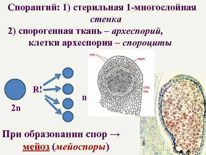 Деление клеток спорогенной ткани. Спорогенная ткань. Спорогенные клетки мха. Спорогенная ткань мха. Спорогенная ткань образуется из.