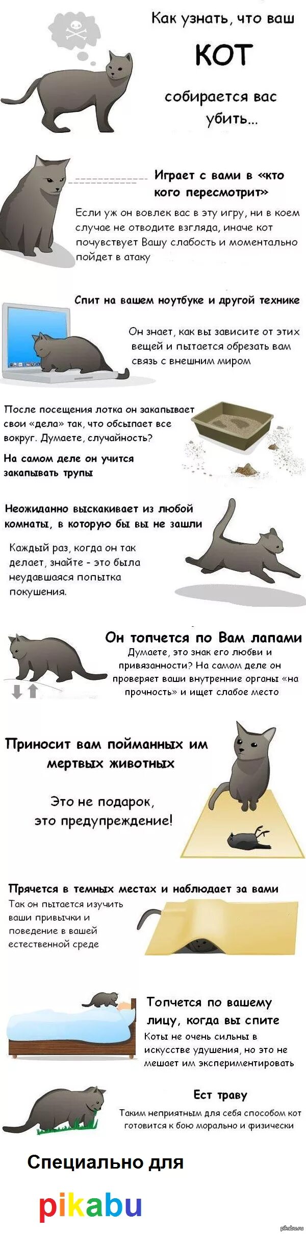 Как понять кошечку