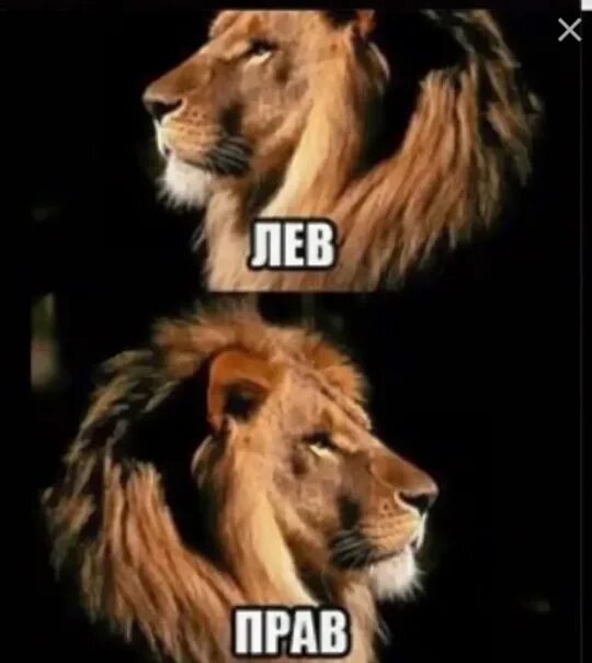 Мы разные я лев а он рифма. Лев мем. лев фото. я лев.