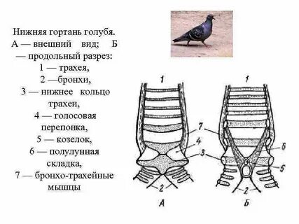 Нижняя гортань
