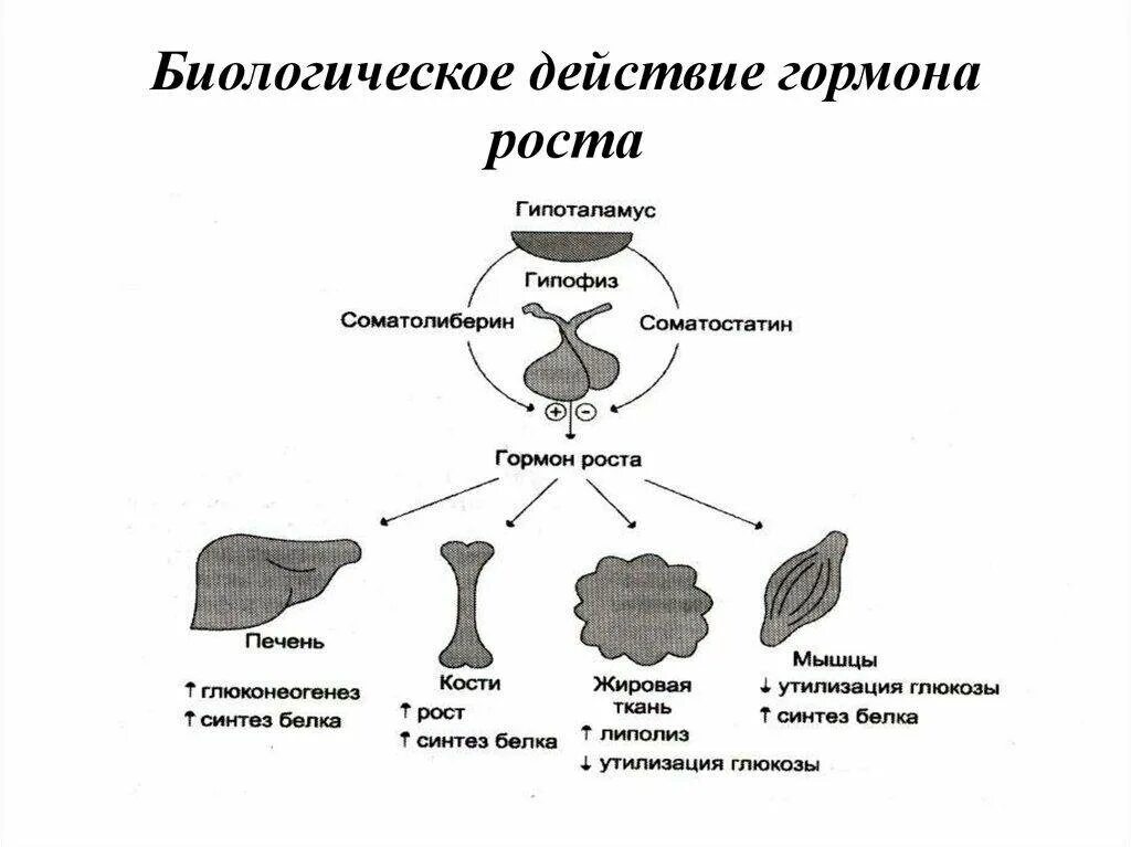 Гормон роста действие