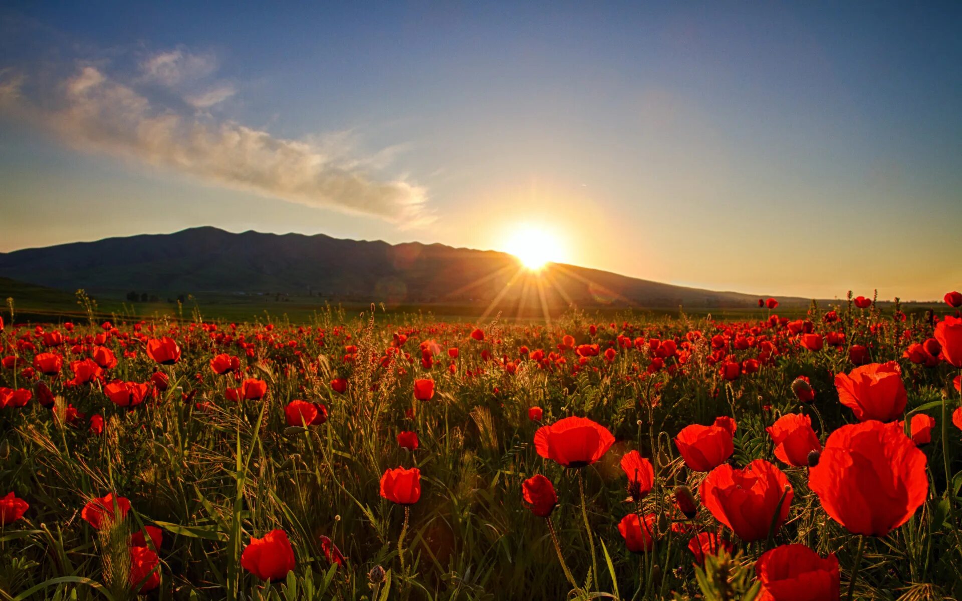 Flower sunset. Алые маки Иссык-куля. Маковые поля в Киргизии. Маковые поля в Крыму. Красные маки Иссык куля.