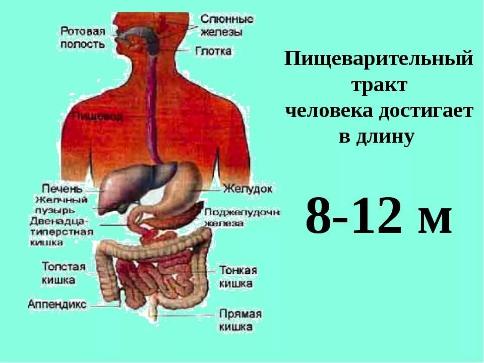 Система пищеварения структура и функции. Система пищеварения человека анатомия. Строение и функции пищеварительной системы человека схема. Структура и функции пищеварительного тракта схема. Самой длинной частью пищеварительного тракта