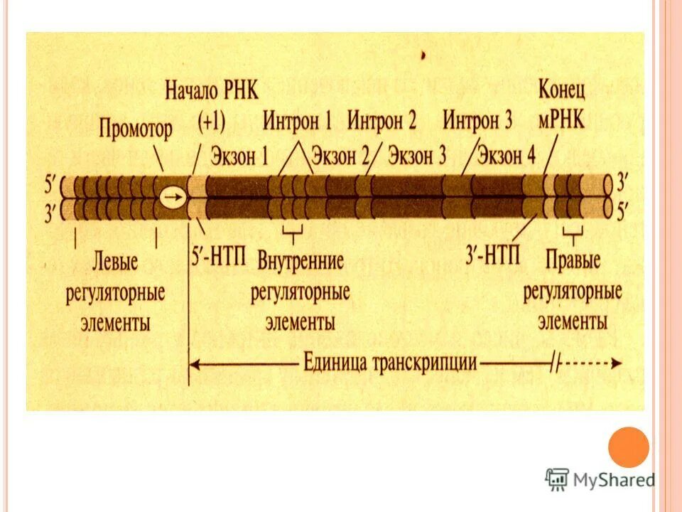 Экзон рф ответы