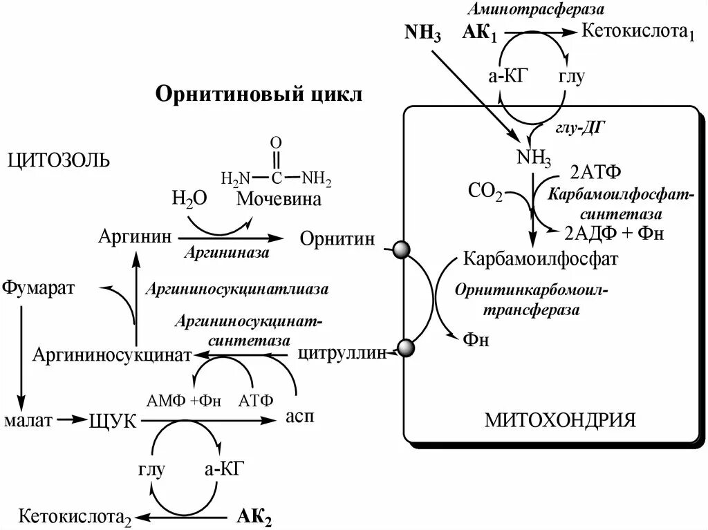 Схема синтеза мочевины орнитиновый цикл. Цикл синтеза мочевины биохимия. Цикл образования мочевины реакции. Синтез аргинина в орнитиновом цикле. Реакции с затратой энергии