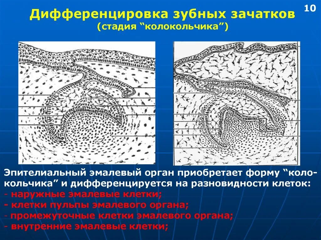 Стадии развития зуба. Период развития зубных зачатков. Стадии формирования зубных зачатков. Стадия дифференцировки зубного зачатка гистология. Стадия закладки зубного зачатка стадии дифференцировки.