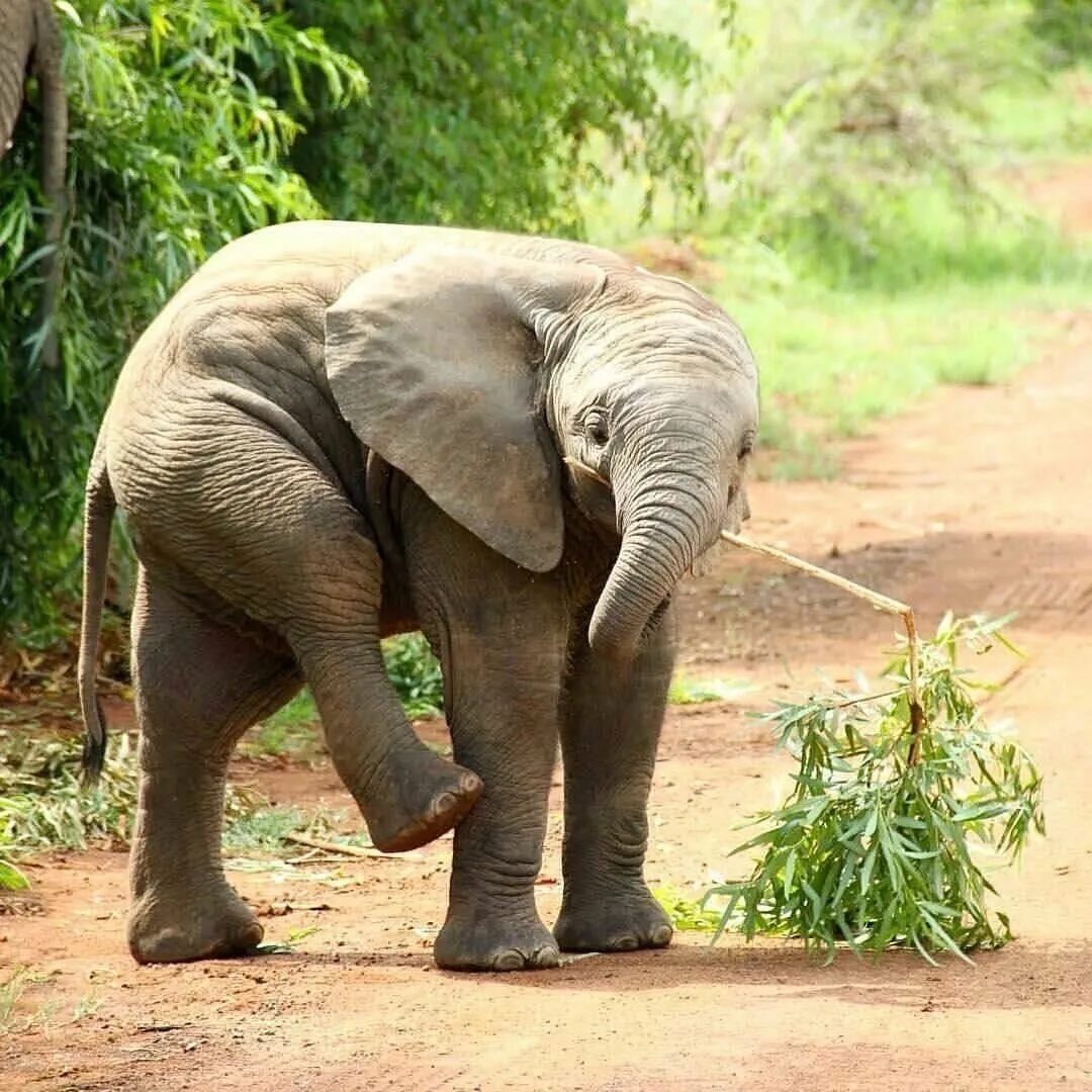 Elephant pet. Дикий слон. Дикие слоны. Млекопитающие слон. Слониха со слоненком.