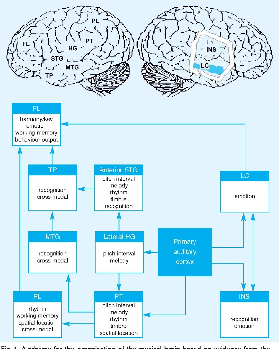 Brain processing. Ключ к мозгу. Trace elements. Music and Brain. Condylad process Brain.