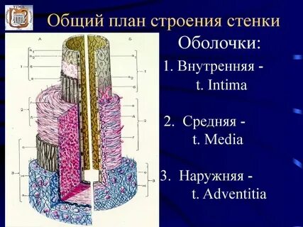 Какую ткань стенки
