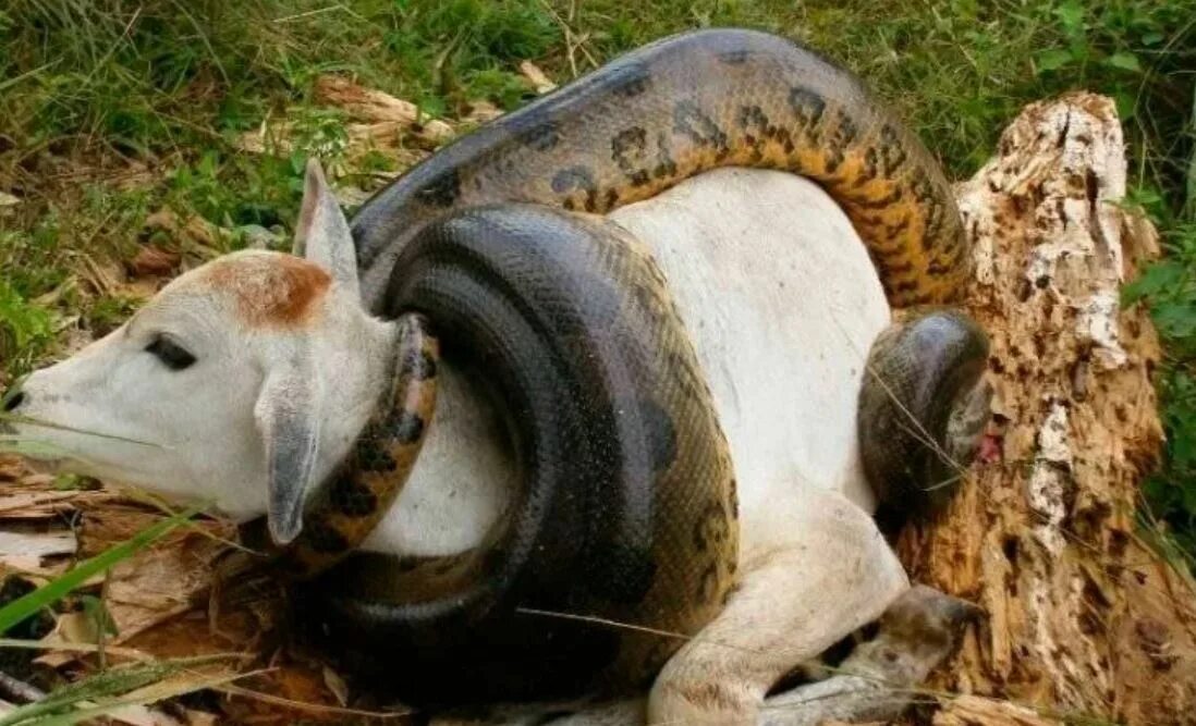 You ever seen a snake