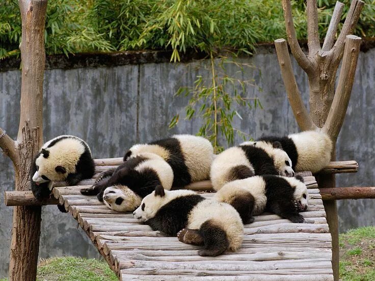 Day pandas. Day pandas