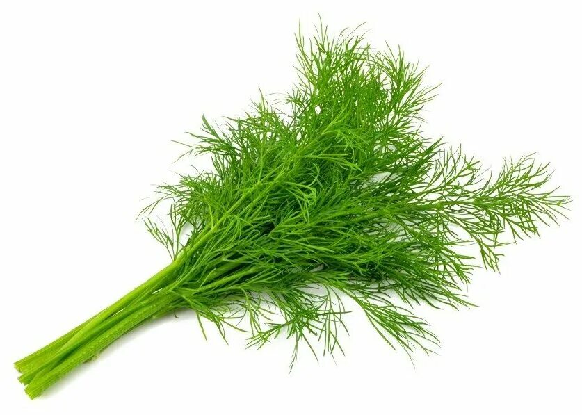 веточка укропа на белом фоне. листик укропа. веточка укропа. укроп огородный. веточка укропа.