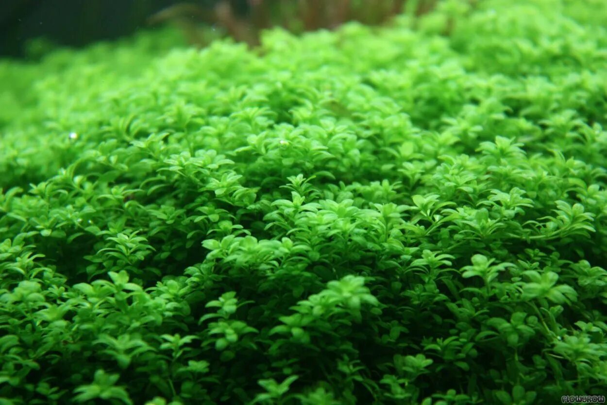 Хемиантус куба аквариумное растение. Хемиантус каллитрихоидес "куба". Криптокорина парва. Глоссостигма повойничковая. Глоссостигма аквариумное растение.