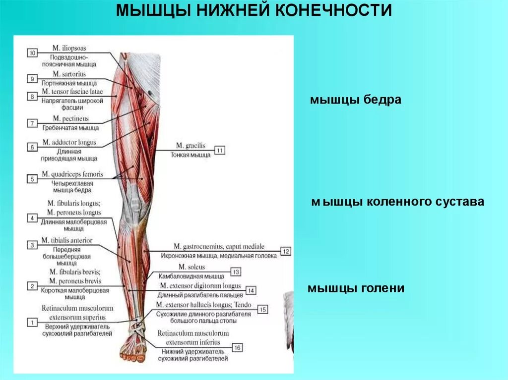 Области нижней конечности. Глубокие мышцы нижней конечности спереди.