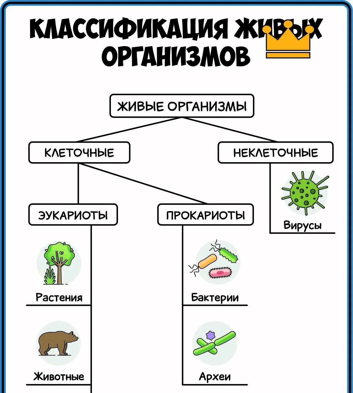 Многообразие организмов и их классификация. Классификация растений. Растения. Плакат.