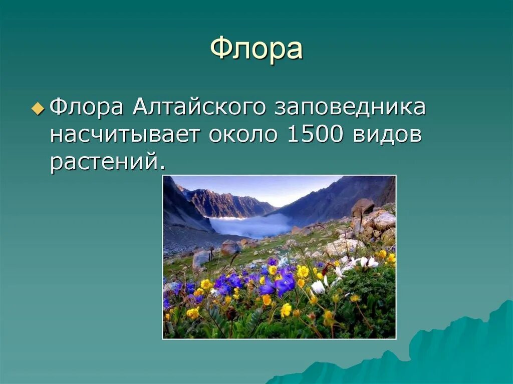 Сообщение о алтайском заповеднике. Алтайский заповедник растительный мир. Презентация на тему заповедники России. Алтайский заповедник презентация. Алтайский заповедник растения презентация.