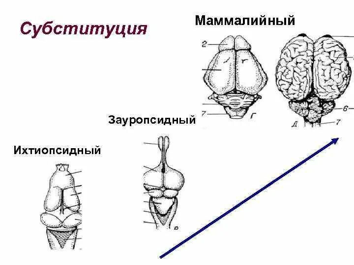 Для ихтиопсидного типа головного мозга характерно