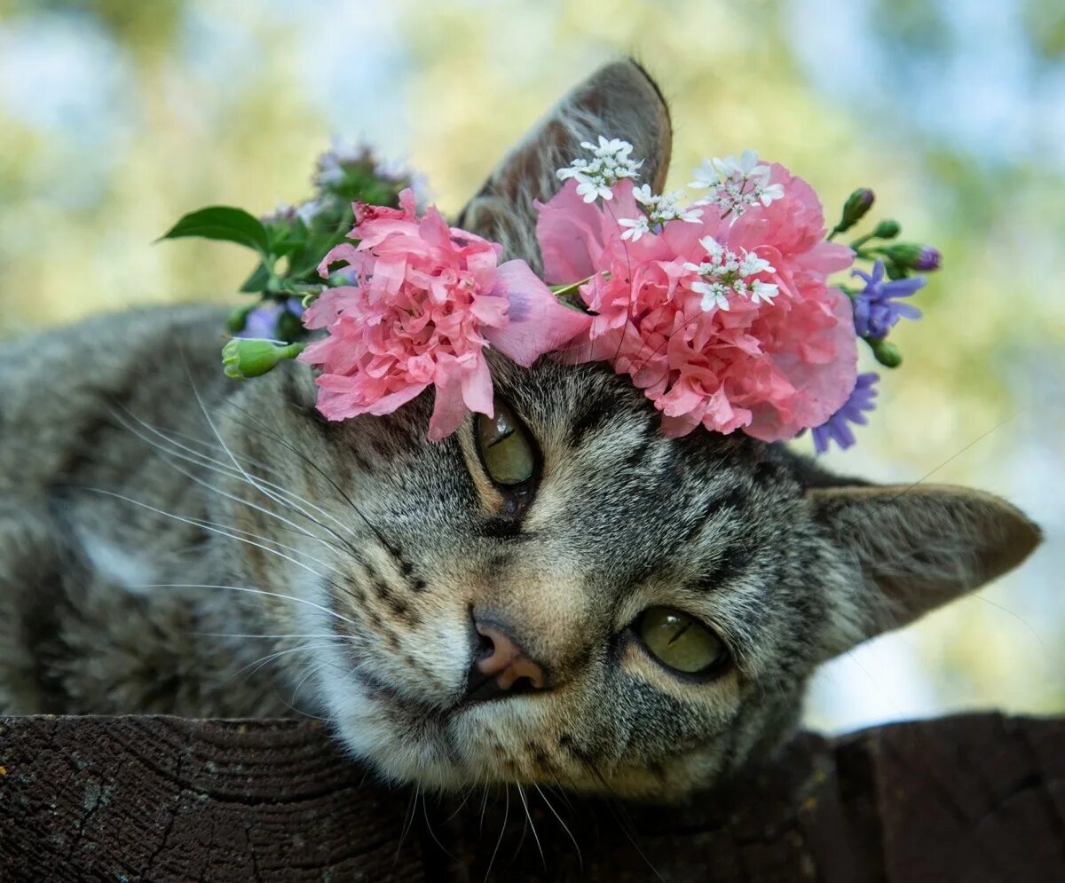 Весенняя кошечка. Кот в цветах. Кошечка в цветах. Котик с цветами. Котенок с цветочком.