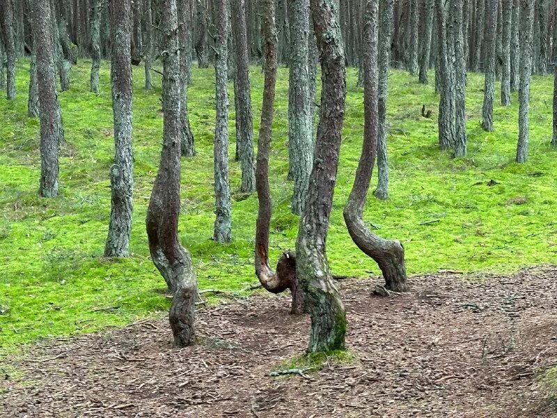 Сейчас сосну