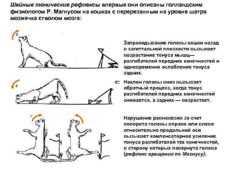 Шейные и лабиринтные тонические рефлексы физиология. Шейные тонические рефлексы это физиология. Рефлексы положения физиология. Опыт Магнуса физиология.