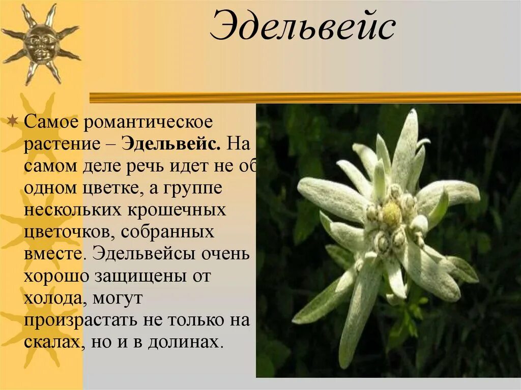 Какой тип питания характерен для эдельвейса. Эдельвейс доклад. Эдельвейс растение описание. Эдельвейс цветок описание. Эдельвейс цветок Легенда.