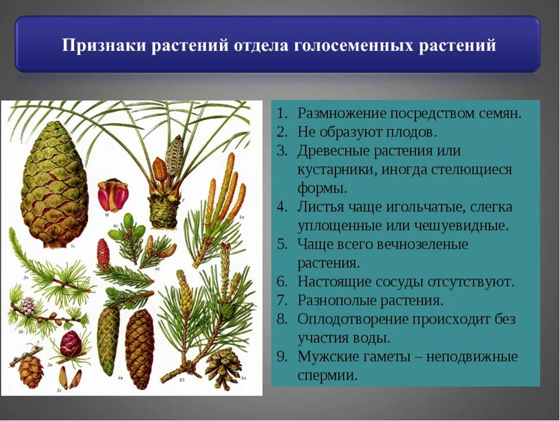 Семенные Голосеменные. Представители хвойных голосеменных растений. Отдел Голосеменные растения 6 класс биология. Представители голосеменных растений 5 класс.