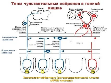 Симпатическая система медиаторы