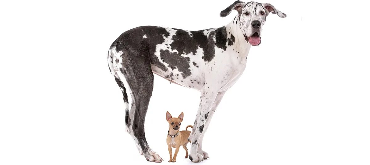 Собаки 4 группы. Собаки большие и маленькие. Большая и маленькая собака. Большой и маленький пес. Большая собака и мелкая.