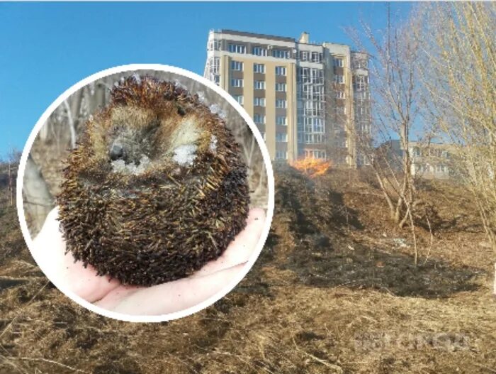 Гибнущий сад и несостоявшаяся даже