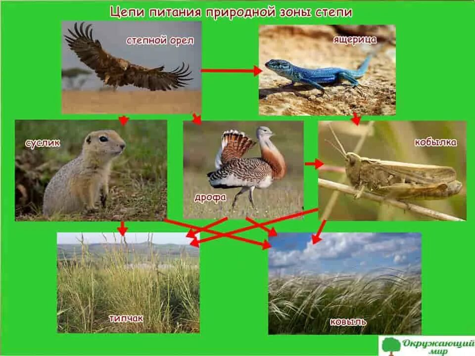 Обитатели нижнего яруса степи. Цепь питания в зоне степей 4 класс окружающий мир. Цепи питания цепь питания зона степей. Пищевая цепочка степи 4 класс окружающий мир. Схема цепи питания Степной зоны.